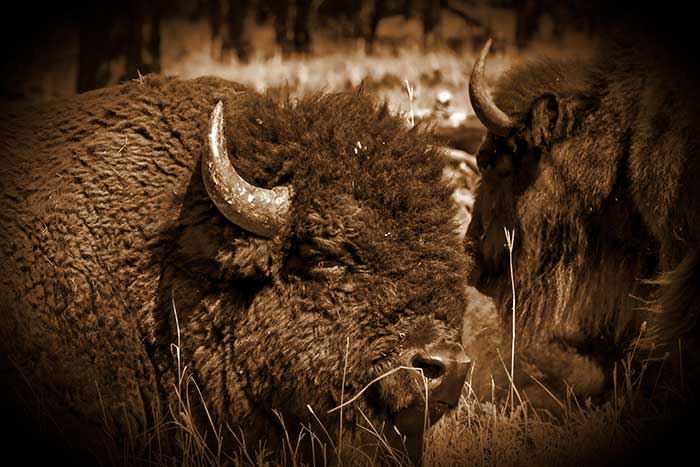 Buffalo or Bison