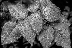 Raindrops on leaves.