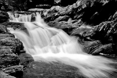 Forest creek and water.