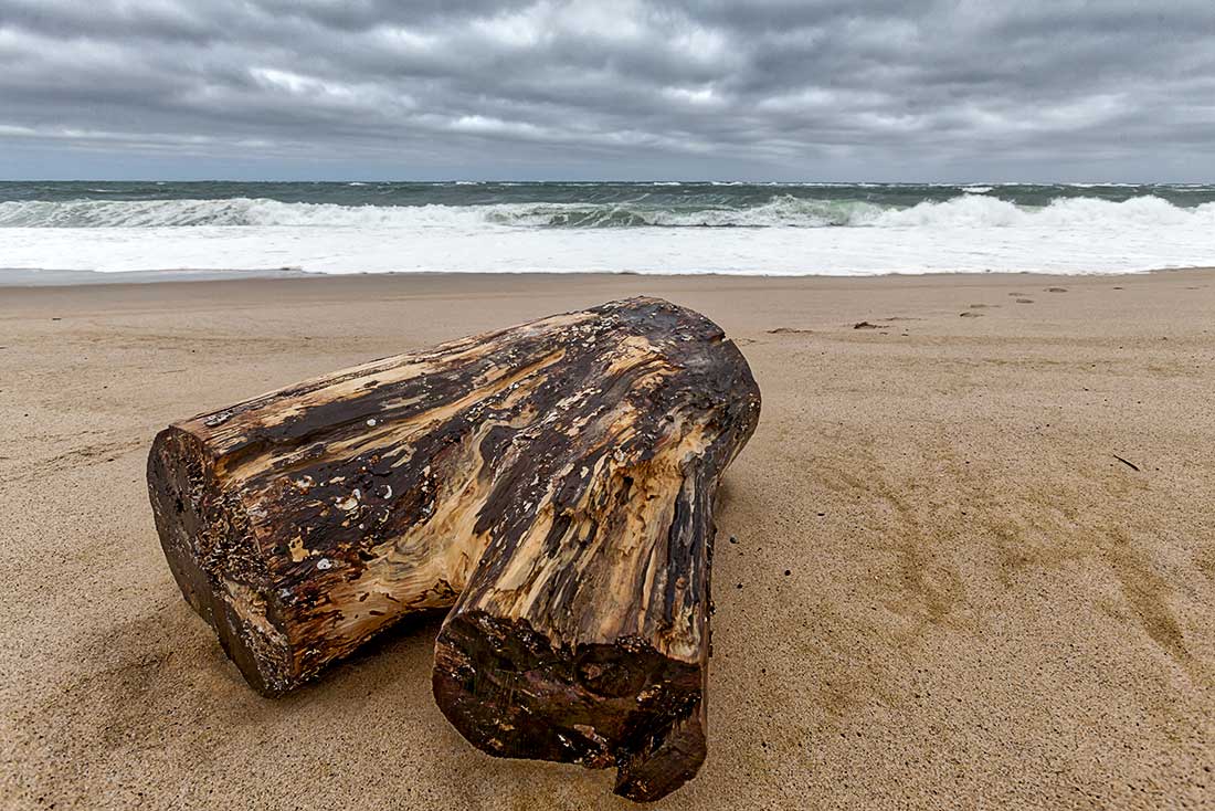 Driftwood on the Provincetown Beach.