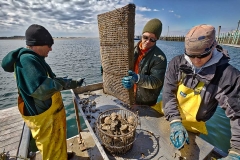 Shell fishermen at work on Cape Cod.