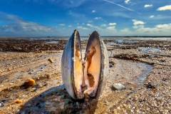 Clam shell open on sand on Cape Cod Bay, Provincetown.