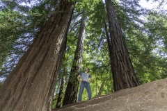 Big Basin Redwoods State Park, California.