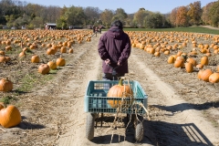 A Woman pulls a pumkin in a cart.