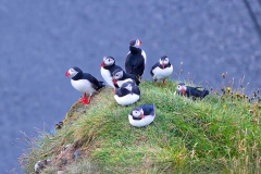 Puffin birds in Iceland.