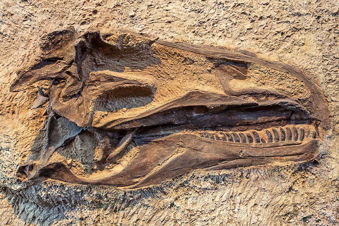 A dinosaur fossil in the Dinosaur National Monument.
