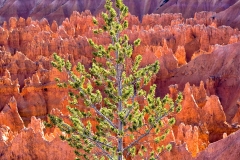 Tree and Hoodoos in Bryce Canyon, Utah.