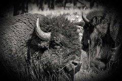 A bison, buffalo, in a field.